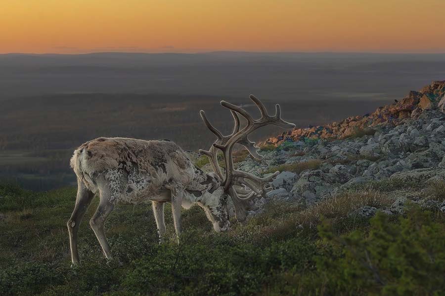 Destination Lapland - May in Lapland – The Quiet Season Between Winter and Summer