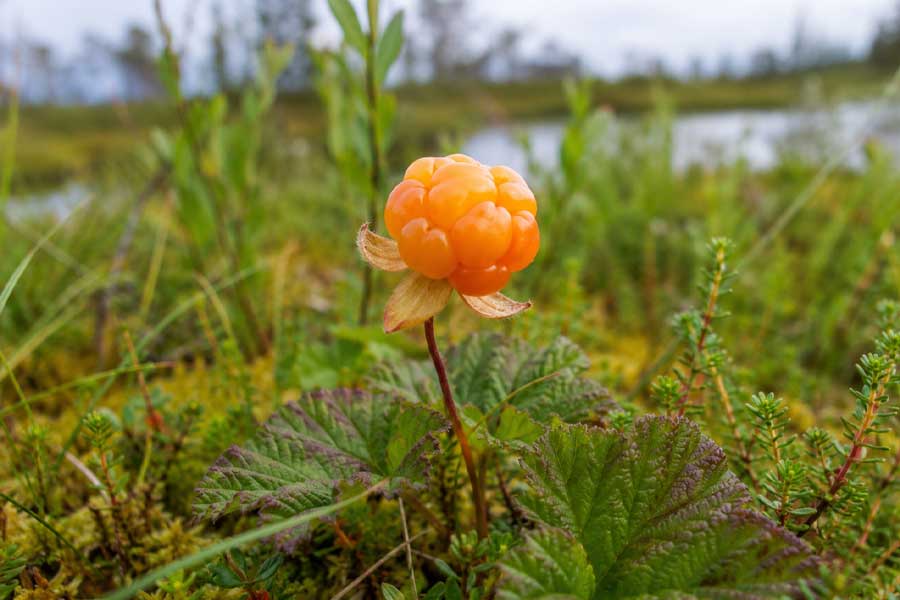 Destination Lapland - July in Lapland – The Season of Cloudberries and Golden Light